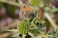 Coenonympha pamphilus