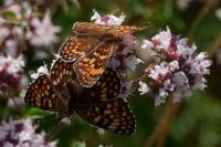 Melitaea phoebe