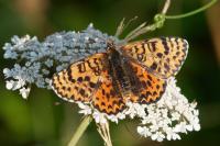 Melitaea didyma