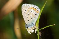 Polyommatus icarus