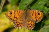 Lasiommata megera