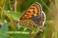 Lycaena tityrus