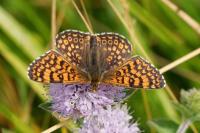 Melitaea cinxia
