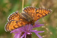Melitaea parthenoides