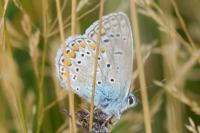 Polyommatus icarus