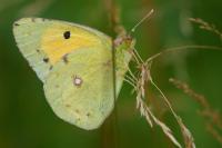 Colias crocea