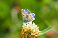 Polyommatus icarus
