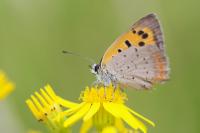 Lycaena phlaeas