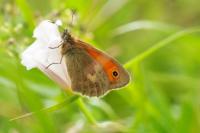 Coenonympha pamphilus