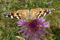 Vanessa cardui