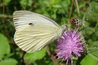 Pieris brassicae