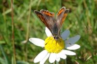 Lycaena phlaeas