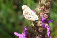 Aricia agestis