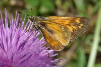 Ochlodes sylvanus