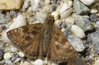 Erynnis tages