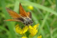 Thymelicus sylvestris