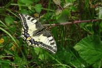Papilio machaon