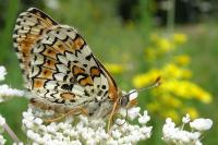 Melitaea cinxia
