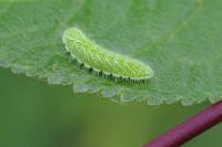 Thecla betulae