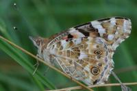 Vanessa cardui