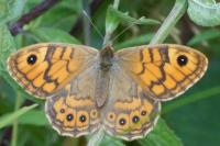 Lasiommata megera