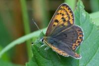 Lycaena tityrus