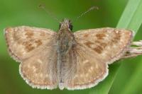 Erynnis tages