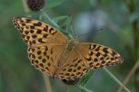 Argynnis paphia