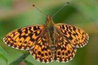 Boloria dia