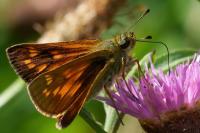 Ochlodes sylvanus