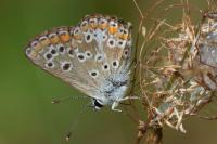 Aricia agestis