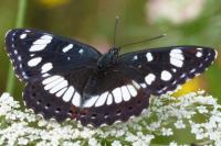 Limenitis reducta