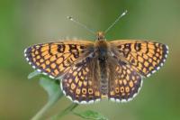Melitaea cinxia