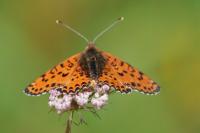 Melitaea didyma