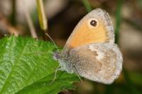 Coenonympha pamphilus