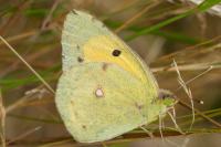Colias crocea