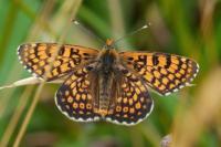 Melitaea cinxia