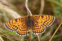Melitaea parthenoides
