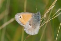 Coenonympha pamphilus