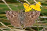 Erynnis tages