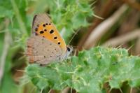 Lycaena phlaeas