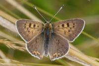 Lycaena tityrus