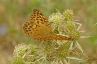 Argynnis paphia