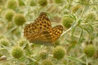 Argynnis paphia