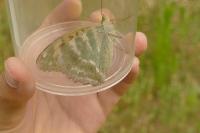 Argynnis paphia