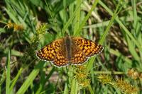 Melitaea phoebe