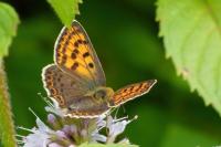 Lycaena tityrus