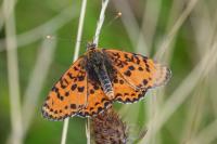 Melitaea didyma