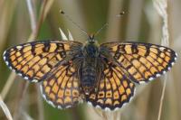 Melitaea cinxia