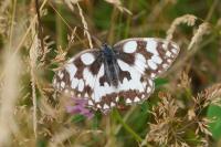 Melanargia galathea